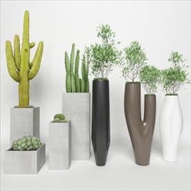 创意绿色观赏性植物