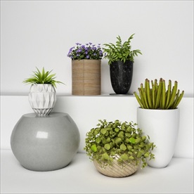 一套绿色观赏性植物