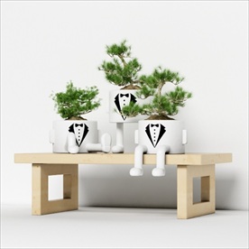 一组有趣的绿色观赏植物