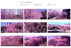 粉色桃花 天津桃花堤春天桃花源
