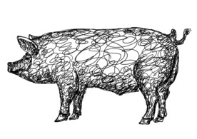 线描猪