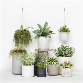 一组绿色观赏植物