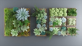 多肉绿植装饰墙