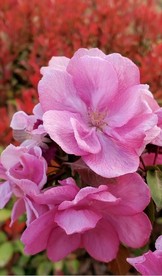 桃花 抖音视频 素材 实拍素材