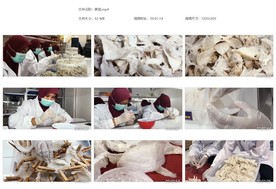 燕屋燕窝加工手工挑毛燕盏燕窝