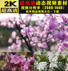 浪漫粉色桃花盛开杜鹃花视频素材