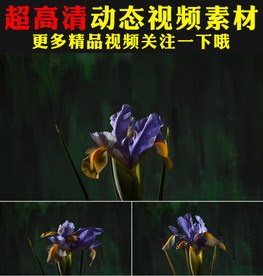 鲜花盛开特写延时摄影视频素材