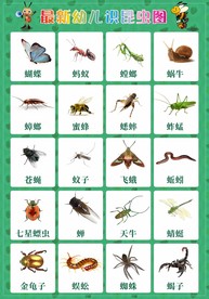 幼儿识昆虫图