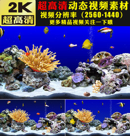 海底世界鱼类珊瑚实拍视频素材