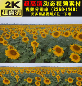 蓝天下向日葵花海实拍视频素材