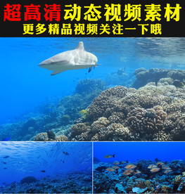 唯美梦幻海底世界鱼类实拍视频