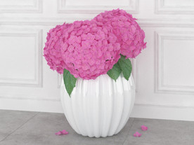 粉色的绣球花和白色花瓶模型