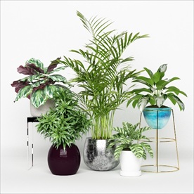 漂亮的绿色观赏性植物组合