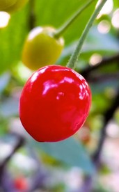 樱桃 抖音小视频