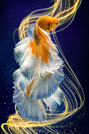 抽象鱼装饰画玄关背景