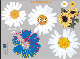 小雏菊 菊花 向日葵 花朵 志