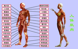 人体肌肉
