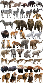 哺乳野生动物合集免抠素材