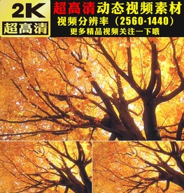 梦幻金色金秋枫树枫叶视频素材