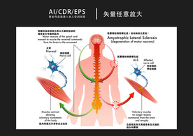 矢量医学人体图解插画
