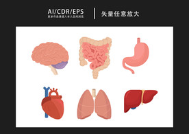 矢量医学人体器官内脏插画
