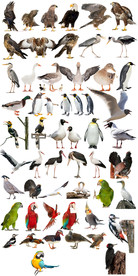 高清免抠鸟类野生动物合集png