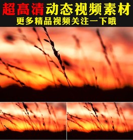 夕阳下风吹麦浪稻惠视频素材