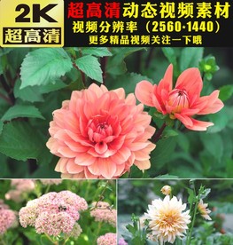 春天美景森林绿叶鲜花视频