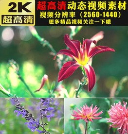 蝴蝶蜜蜂草地花朵鲜花盛开视频