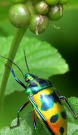 昆虫  抖音快手小视频