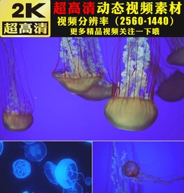 漂亮炫酷荧光水母海底世界视频