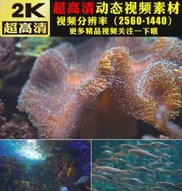 海底生物美丽的鱼群实拍视频素材