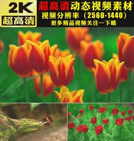 唯美漂亮鲜花花朵开放视频素材