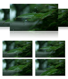 雨点落在树叶上