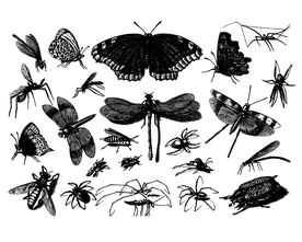 手绘昆虫