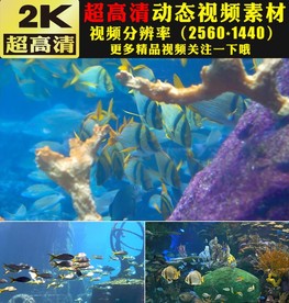 梦幻海洋海底世界生物鱼类视频