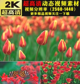 春天鲜花花海实拍视频素材