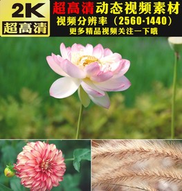 春暖花开春天鲜花花朵视频素材