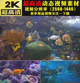 梦幻海底生物鱼类视频素材