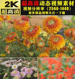 唯美春天鲜花花朵盛开视频素材