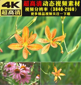 4K春暖花开花朵特写视频素材