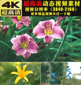 4K春天景色鲜花森林空镜头视频