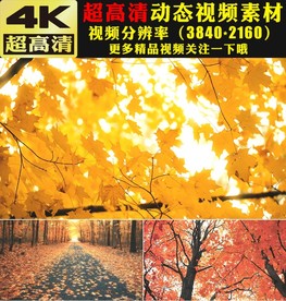 4K金秋秋天枫叶枫树森林视频