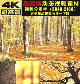 4K秋天金色枫树枫叶视频素材