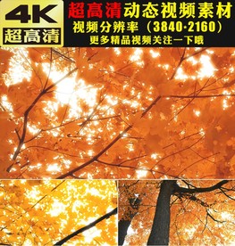 4K秋天美景枫树枫叶实拍视频