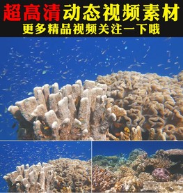 唯美梦幻海底世界海洋视频素材