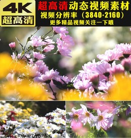 4K紫色鲜花花朵盛开实拍视频