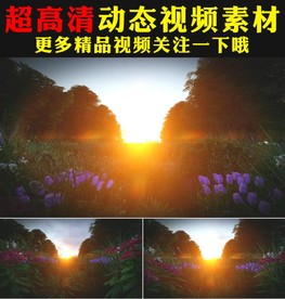 高山日出日落鲜花小草树木视频