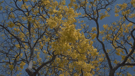 黄色的树叶在秋天的午后