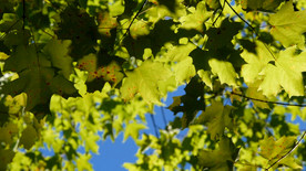 秋天的枫叶被风所感动